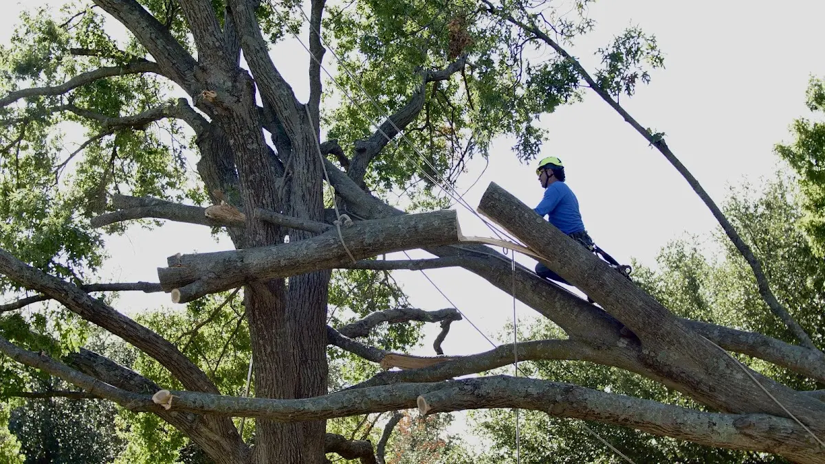 Professional Crown Thinning performed by certified arborists in Ellsworth