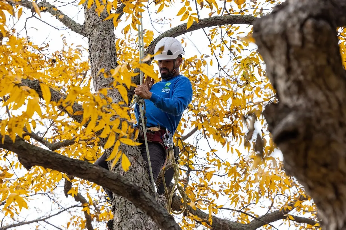 Skilled Tree Planing crew working in Ellsworth